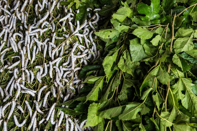  | BRUNNO COVELLO/BRUNNO COVELLO