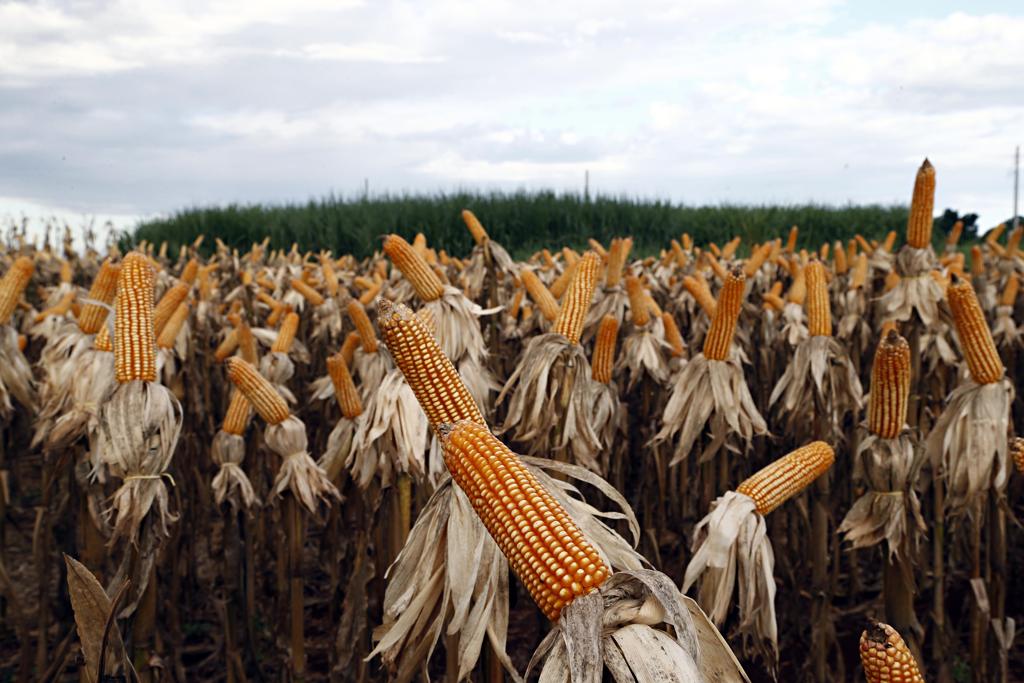 Mato Grosso já possui 11 usinas de produção de etanol | Albari Rosa/Gazeta do Povo