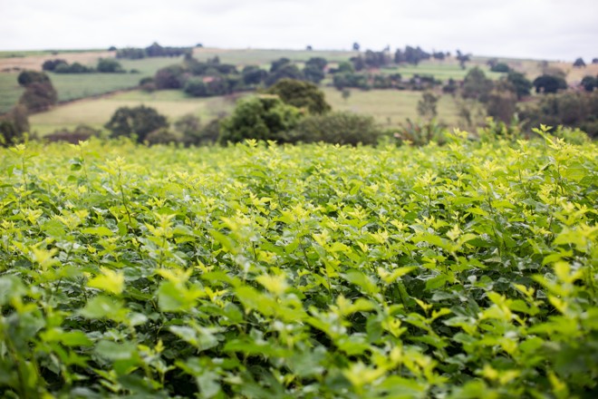  | BRUNNO COVELLO/BRUNNO COVELLO