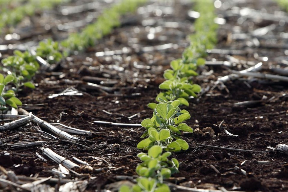 Em relação à condição da safra, 96% estão boas, contra 99% da semana passada. | Albari Rosa/Gazeta do Povo