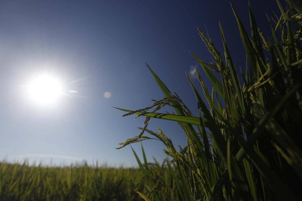 Arroz sem inundação está produzindo 15% mais no Tocantins | Jonathan Campos/Gazeta do Povo