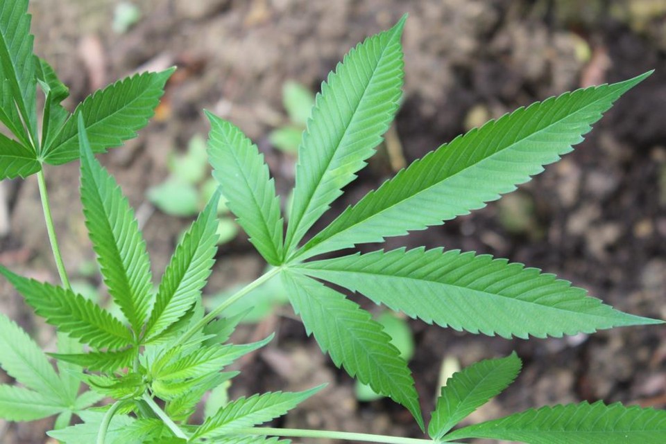 Maconha será utilizada como matéria-prima para a produção de um óleo terapêutico prescrito para o tratamento da idosa que sofre de mal de Parkinson. | Maj. Will Cox/U.S. Army