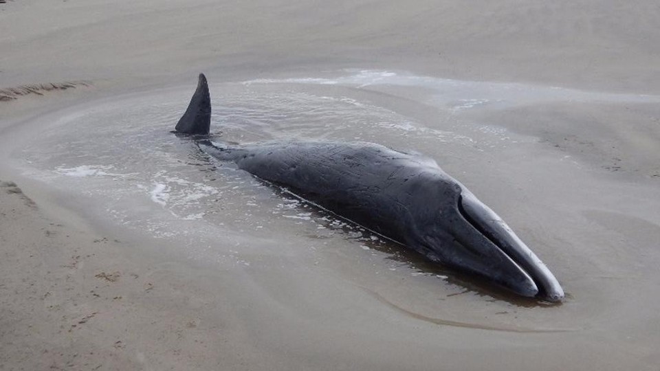 Baleia da espécie minke foi encontrada entre o farol e a ponta leste da Ilha do Mel | CEM-UFPR/Divulgação