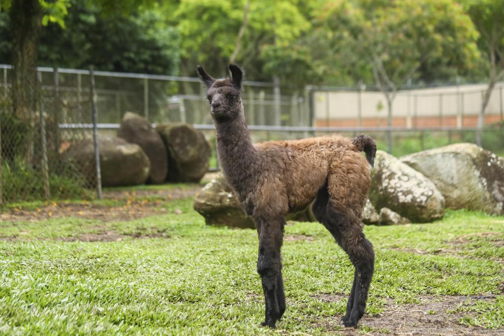 | Daniel Castellano/SMCS/Prefeitura de Curitiba