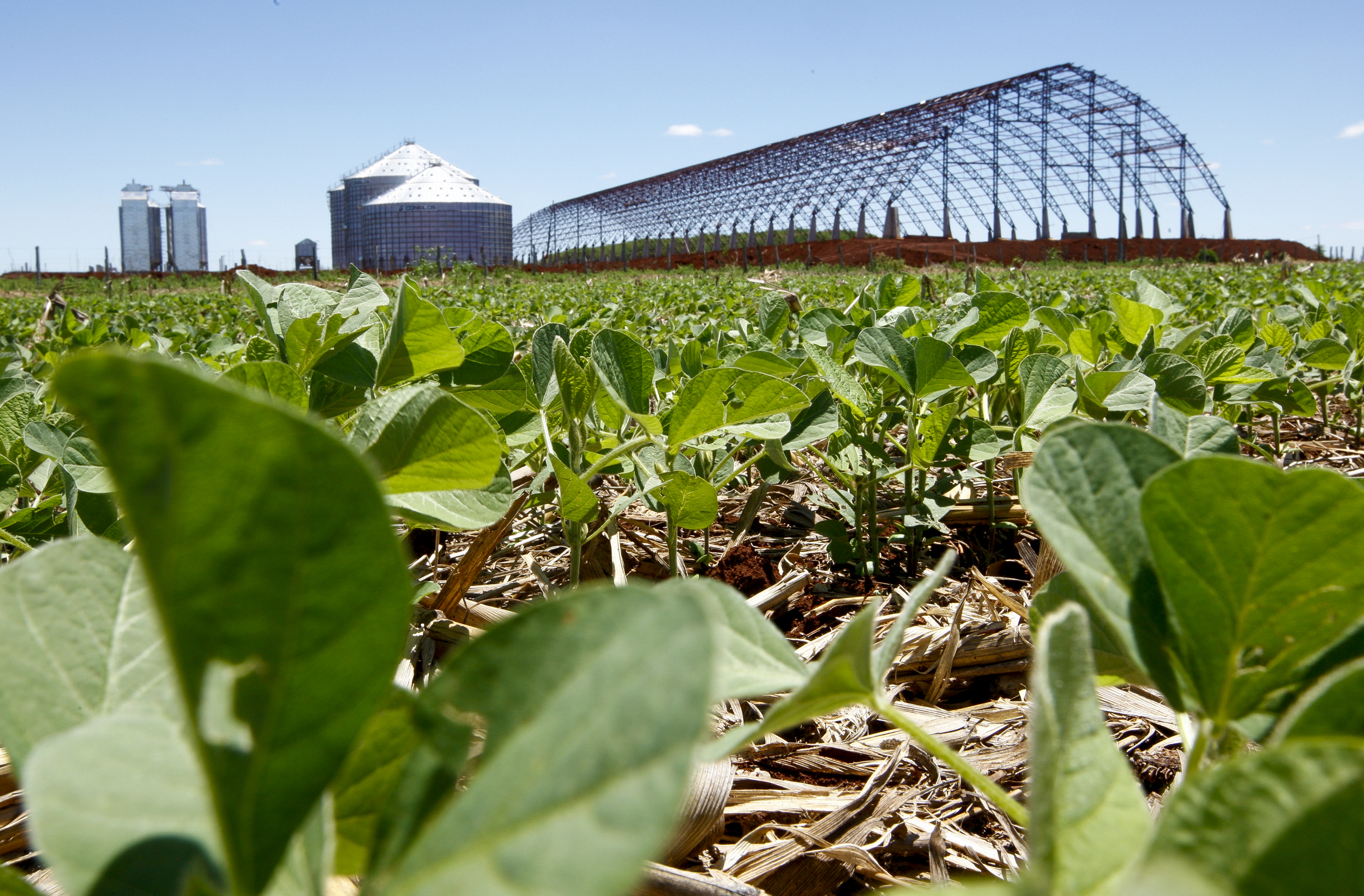 Parceria com chineses triplicou os planos da empresa paranaense para construir novos armazéns no Mato Grosso | Hugo Harada/Gazeta do Povo