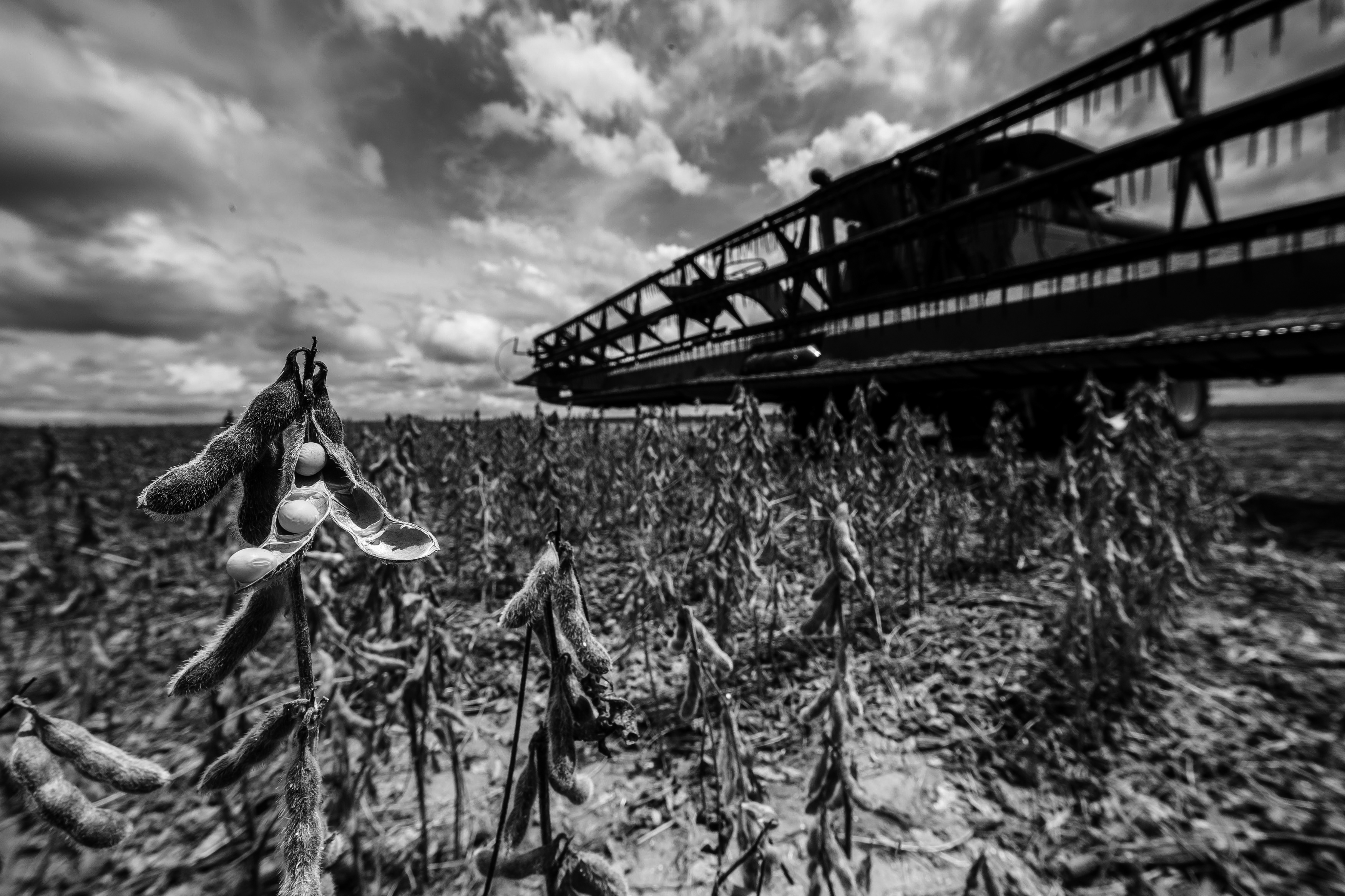 A Soja Louca 2 é uma doença que predomina em regiões quentes e chuvosas como os estados do Maranhão, Tocantins, Pará e Mato Grosso. | Lineu Filho/Gazeta do Povo