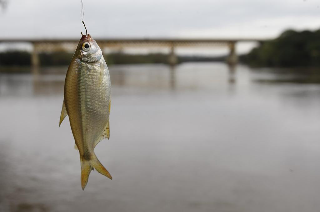 Lambari e outras espécies nativas estão protegidas da pesca até dia 28 de fevereiro de 2018 | Jonathan Campos/Gazeta do Povo