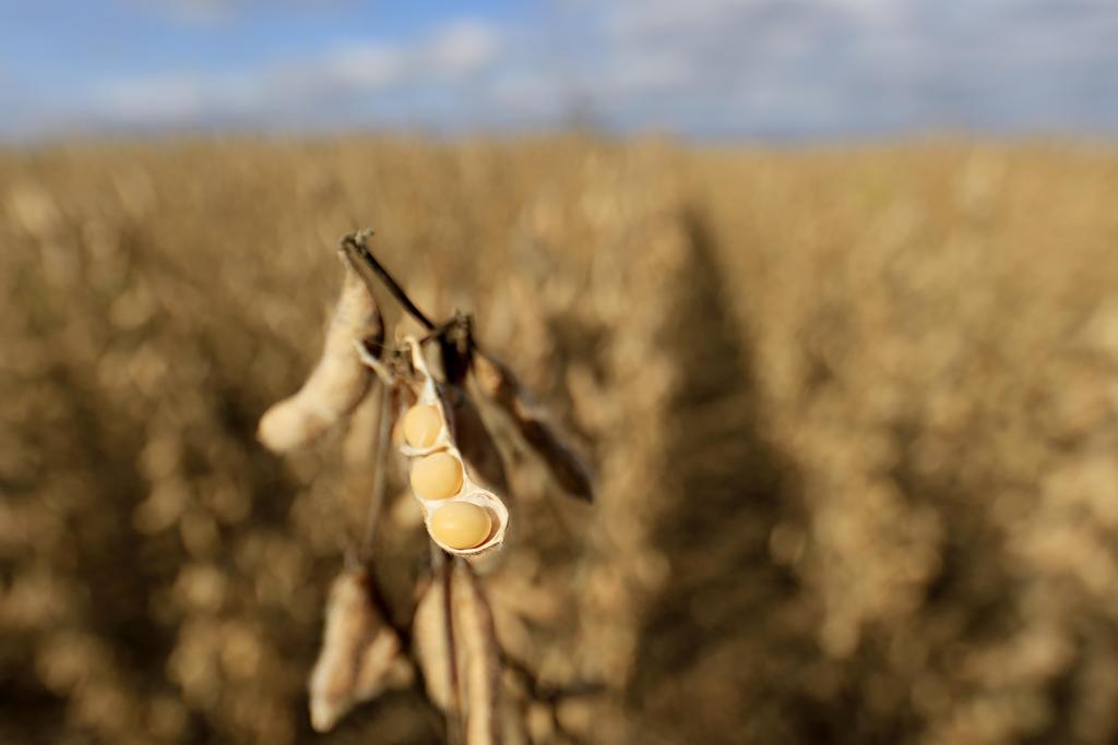 São esperadas quedas nas três principais lavouras de grãos do país: soja (-6,3%), milho (-14,4%) e arroz em casca (-6,8%). | Albari Rosa/Gazeta do Povo