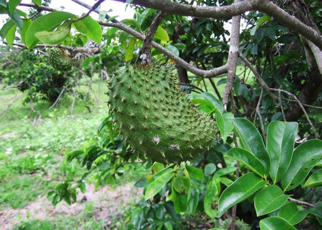 Ao eclodirem, as lagartas passam a comer preferencialmente órgãos reprodutivos das plantas hospedeiras ou suas folhas. | Divulgação/Embrapa