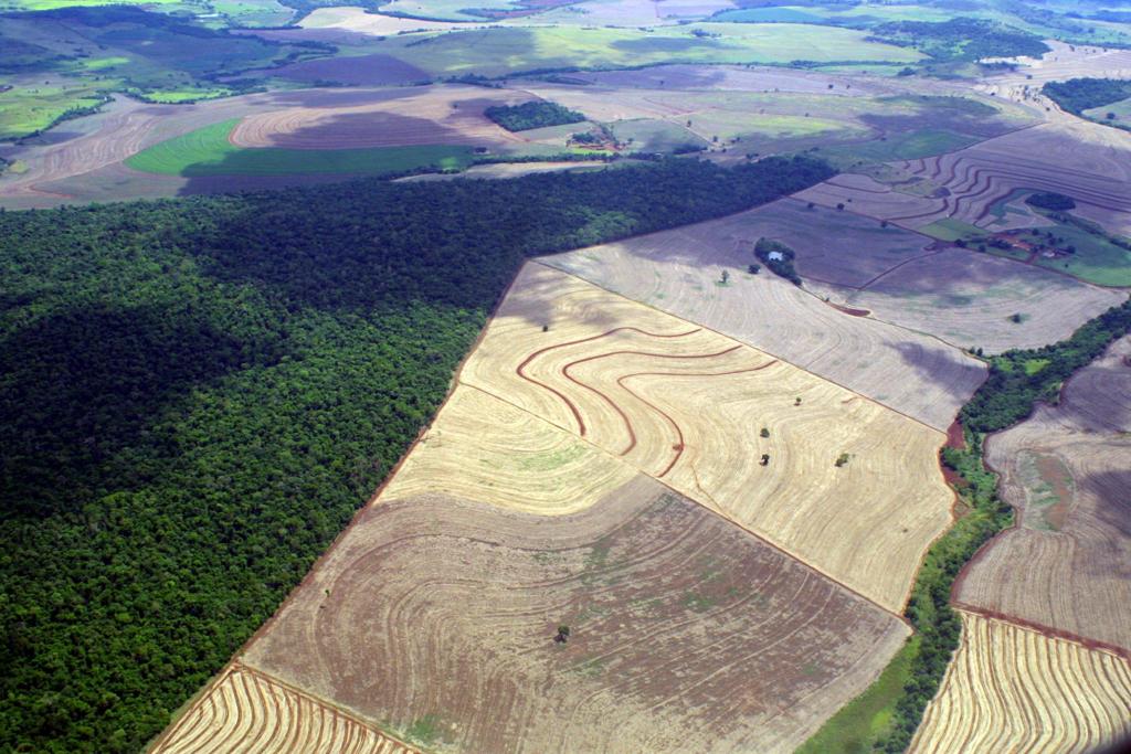 STF julga adins protocoladas pela Procuradoria Geral da República e pelo PSOL contra o novo Código Florestal | Arquivo/Gazeta do Povo