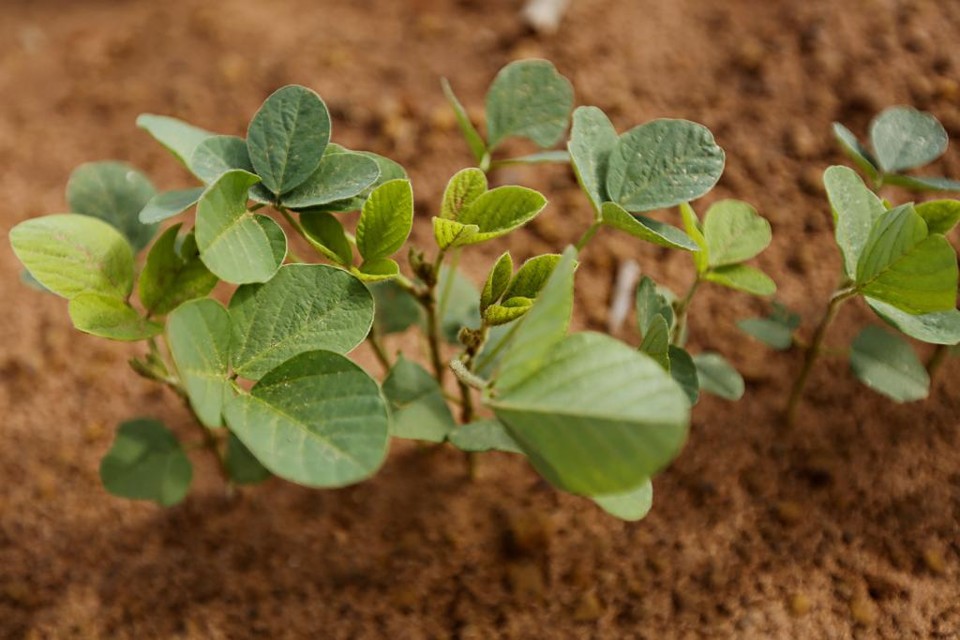 Mais de 90% da soja brasileira é de sementes geneticamente modificadas | Felipe Rosa/Gazeta do Povo
