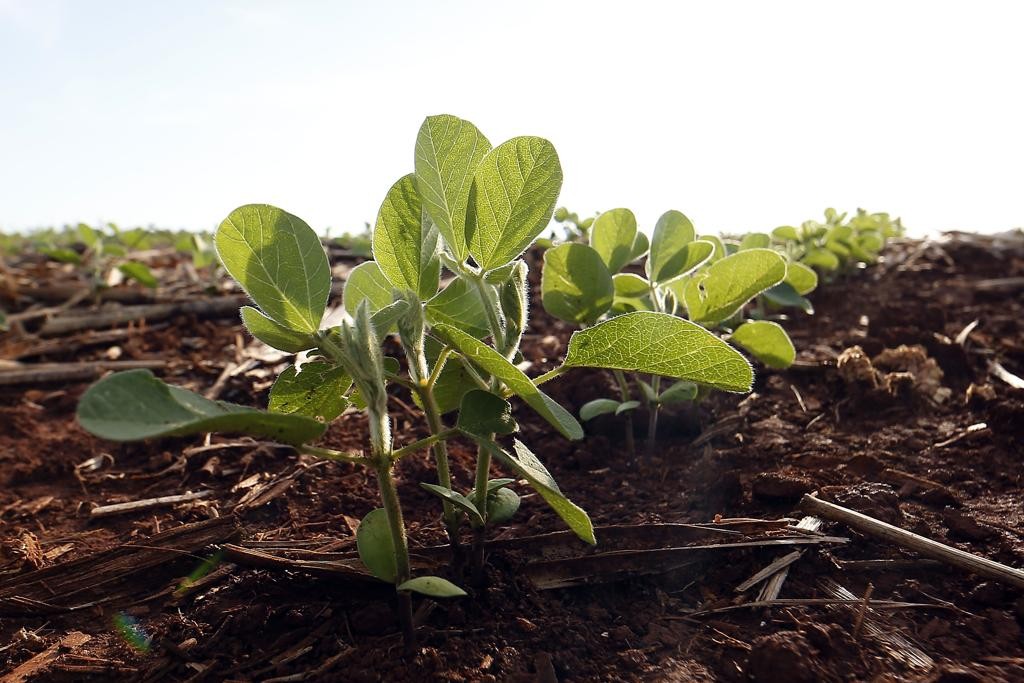 No caso da soja, até o momento, 9% estão em fase de germinação, 81% em desenvolvimento vegetativo, 9% em floração e 1% em frutificação.