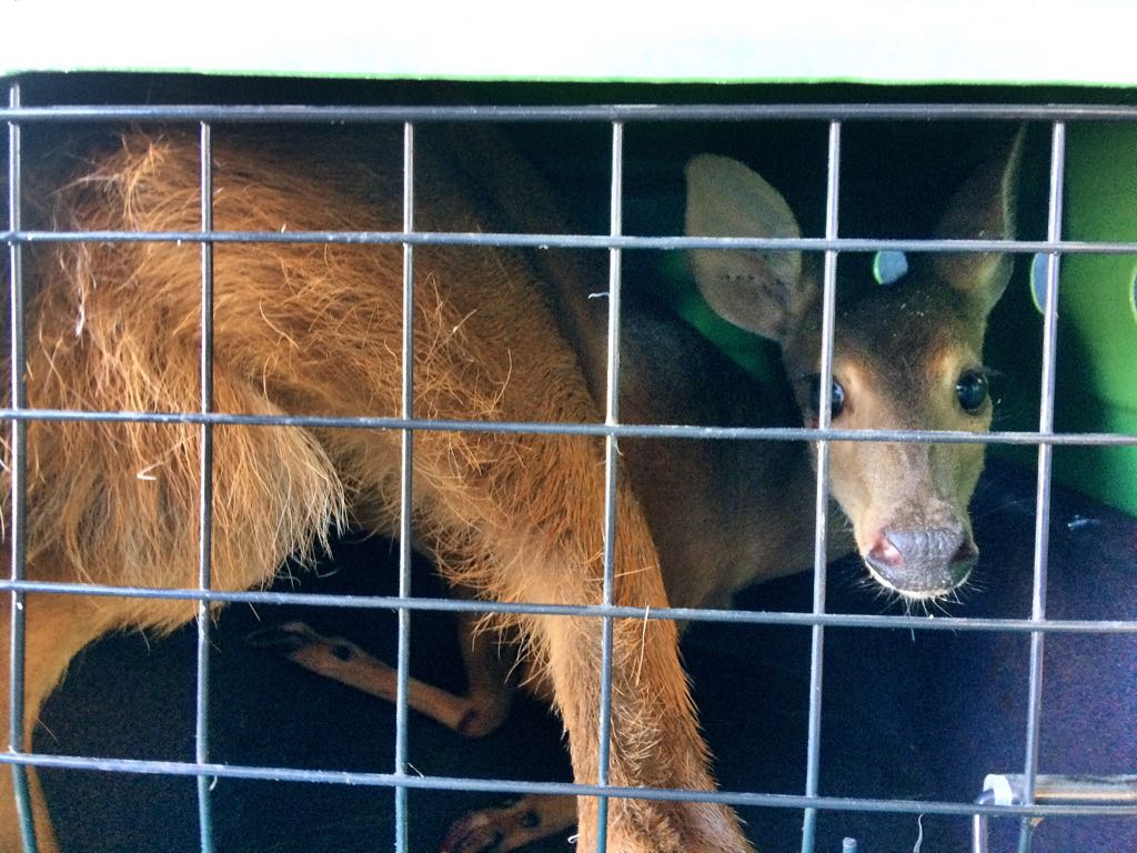 O animal foi resgatado pela Secretaria Municipal do Meio Ambiente | Divulgação/Secretaria de Meio Ambiente de Fazenda Rio Grande