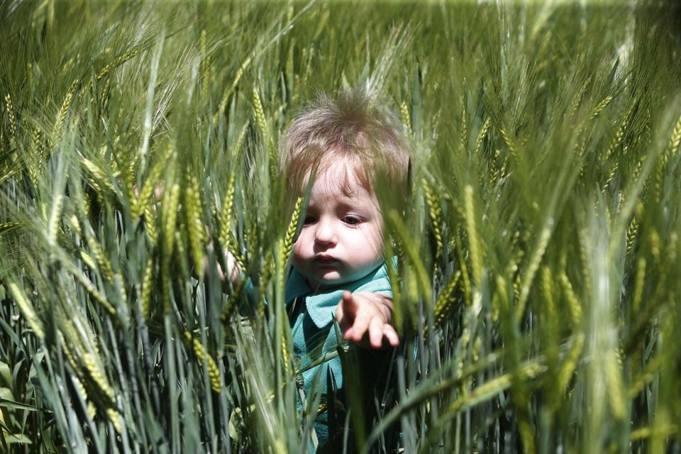 Técnica é considerada uma revolução mundial da genética. Na foto, filho de produtor de trigo em Guarapuava, região centro-sul do Paraná | Albari Rosa/Gazeta do Povo