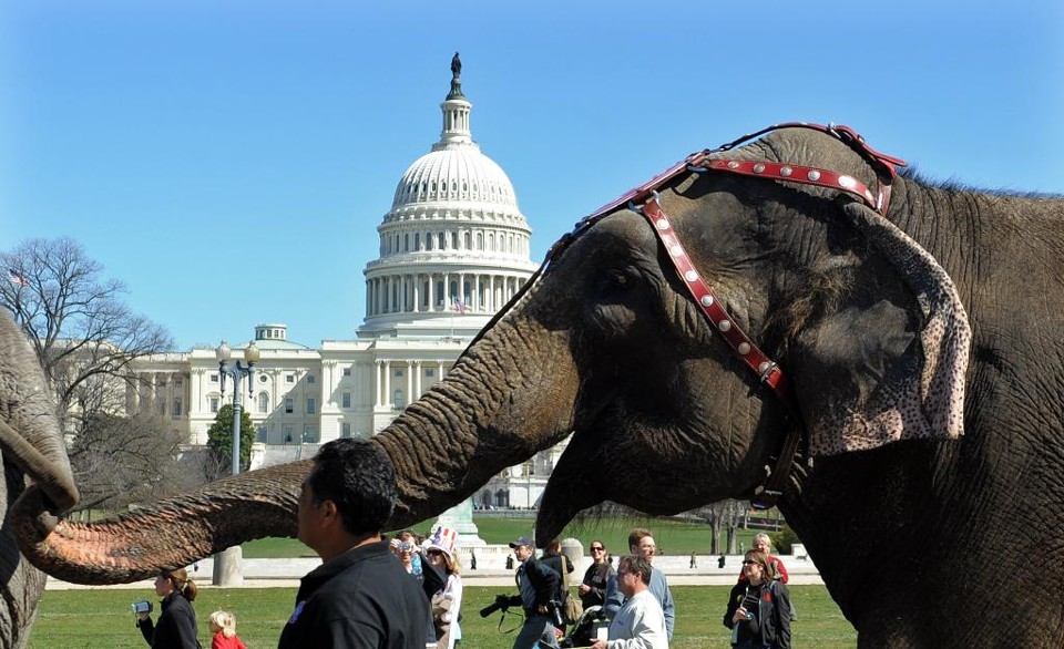 Imagem de elefantes de um circo em Washington | Jewel Samad/AFP