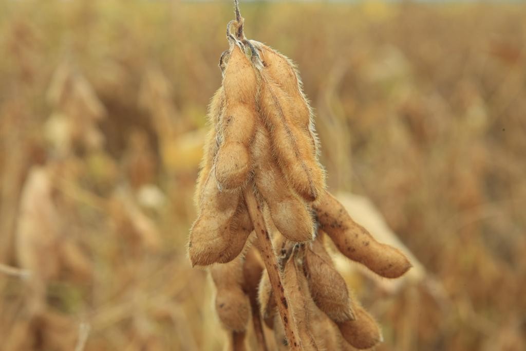 Cientistas desenvolveram um sistema que conecta uma proteína na semente de soja para gerar um medicamento que impede a reprodução do vírus HIV