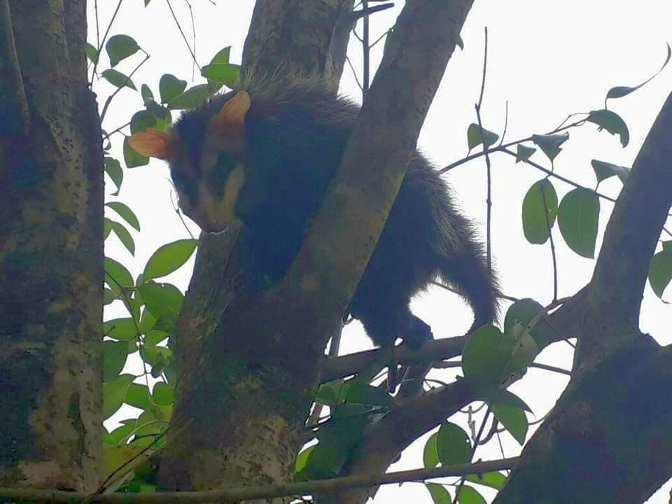 Curitibano Diego Oliveira encontrou um gambá no quintal. Nenhum órgão apareceu para buscar o animal | Diego Oliveira/Arquivo pessoal