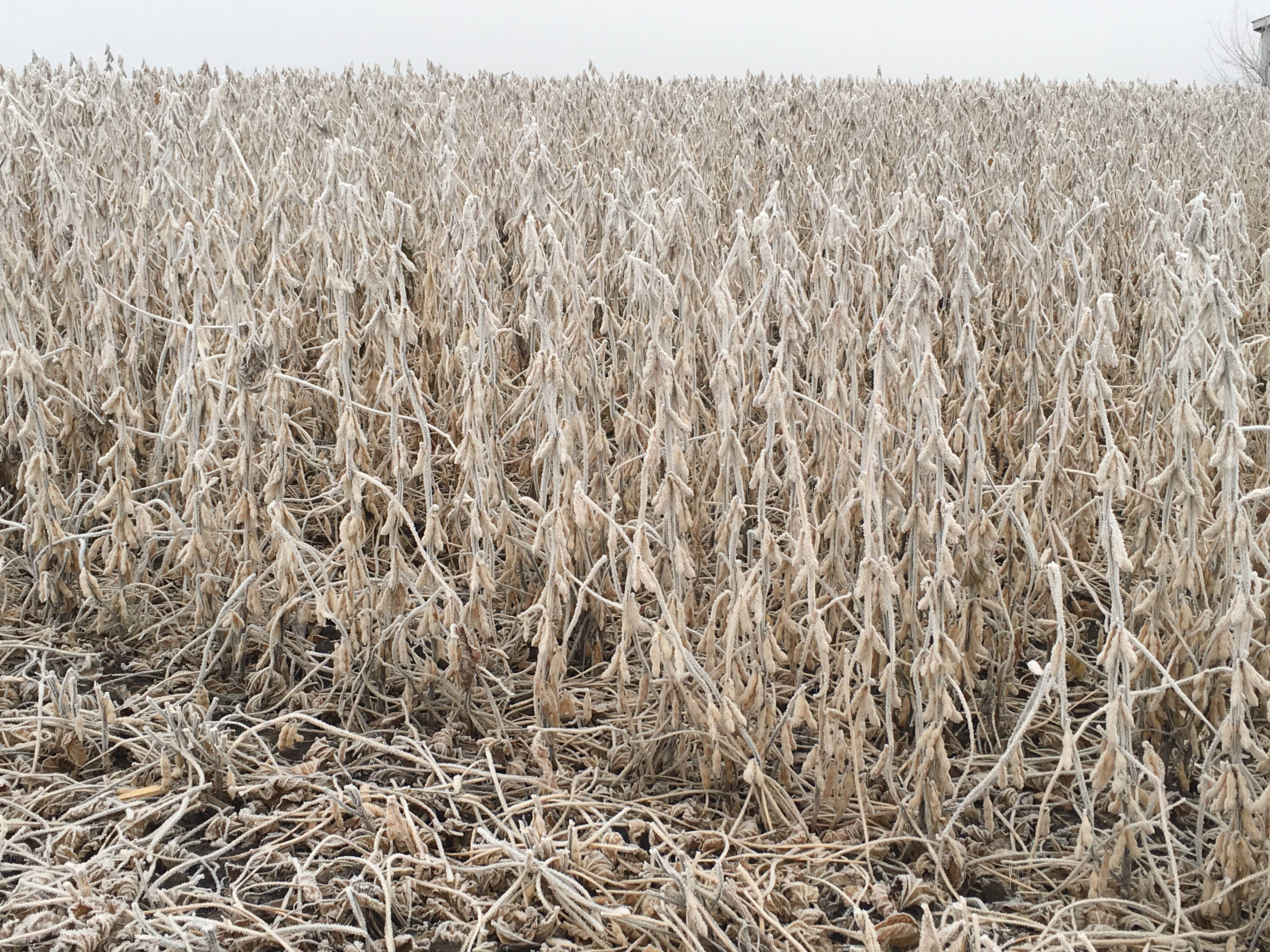 Lavoura de soja congelada. Foto foi tirada no estado de Iowa, um dos principais produtores do país. | Gazeta do Povo/Gazeta do Povo