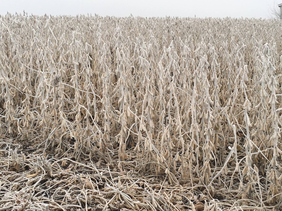 Lavoura de soja congelada. Foto foi tirada no estado de Iowa, um dos principais produtores do país. | Gazeta do Povo/Gazeta do Povo