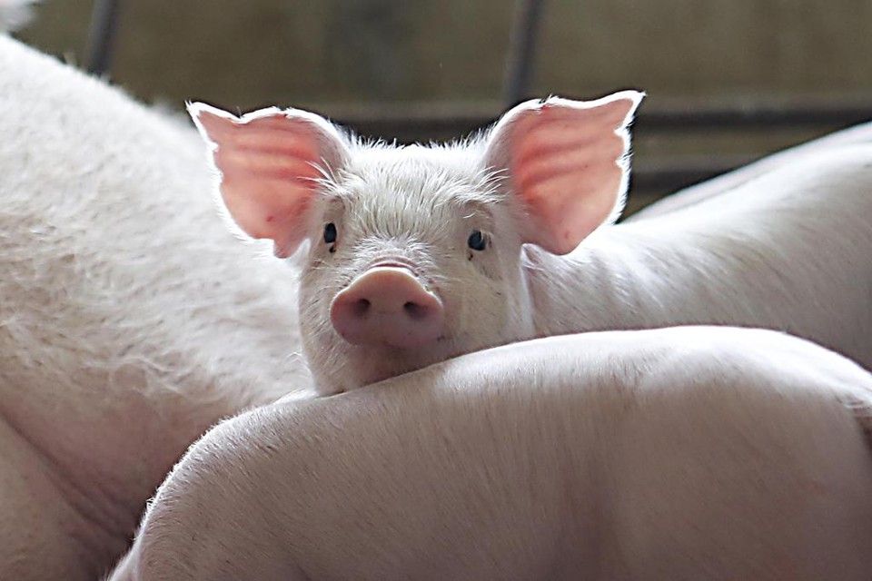 Foram criados 12 suínos com 24% menos gordura do que os animais abatidos tradicionalmente. | Albari Rosa/Gazeta do Povo