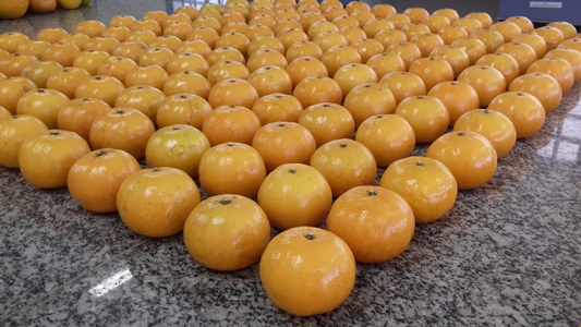 Nova variedade dispensa boa parte das pulverizações contra a mancha marrom | /IAC-SP