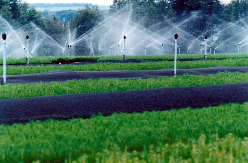 Tentar recriar uma floresta custa caro: entre US$ 1.400 e US$ 34 mil por hectare | ARQUIVO/GAZETA DO POVO