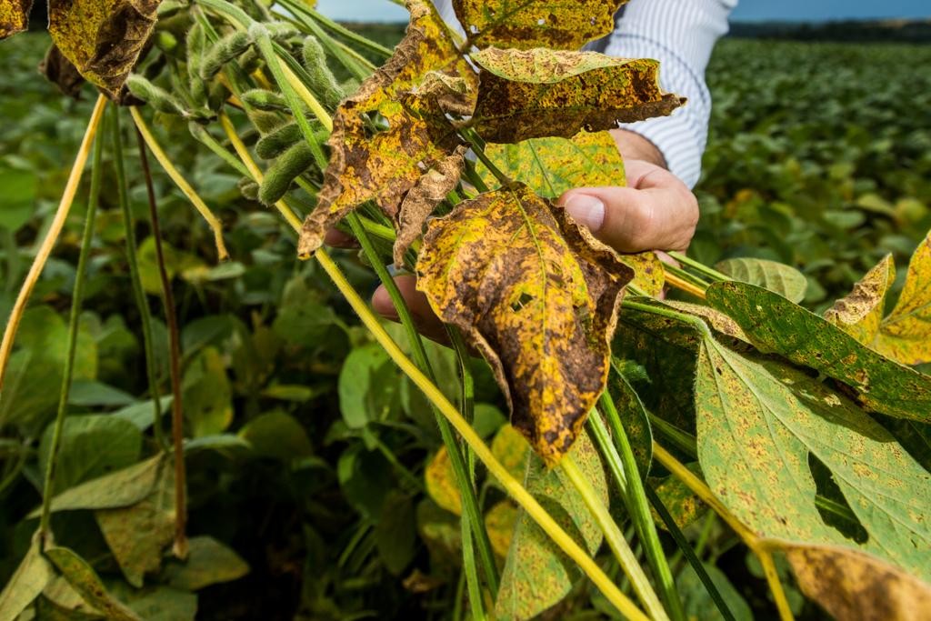 No início do período do vazio sanitário, quando é proibido o plantio, a quantidade de soja voluntária (guaxa) com ferrugem era alta na região.