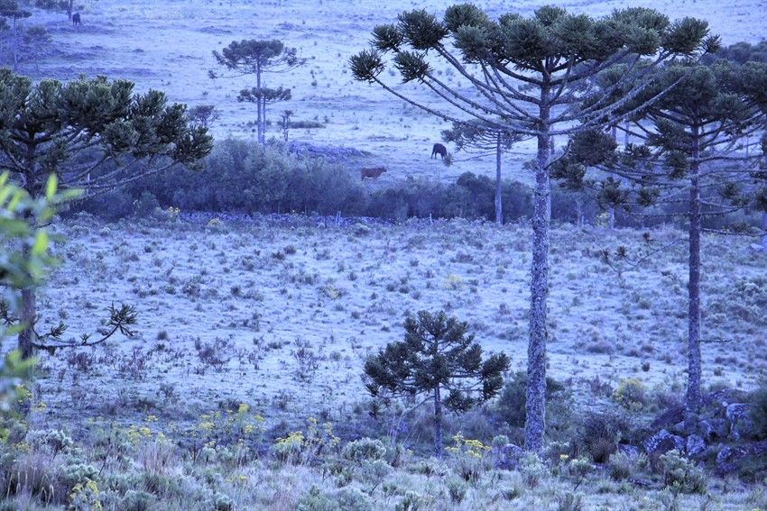 O frio fora de época - já que faltam 38 dias para o verão, que começa em 21 de dezembro, rendeu belas imagens | Mycchel Legnaghi/São Joaquim Online