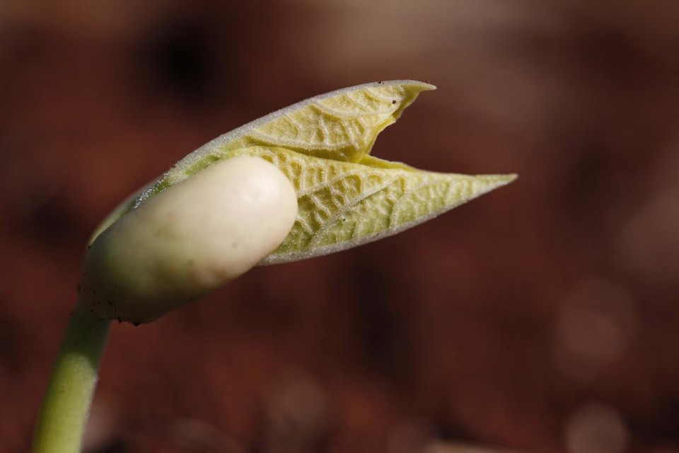 Mendel aprendeu ciências agrárias e técnicas de polinização artificial para fazer o cruzamento de várias espécies de plantas. | Jonathan Campos/Gazeta do Povo
