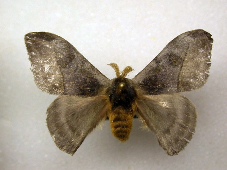 A espécie tem as asas acinzentadas e o corpo laranja | Reprodução/Wikimedia Commons