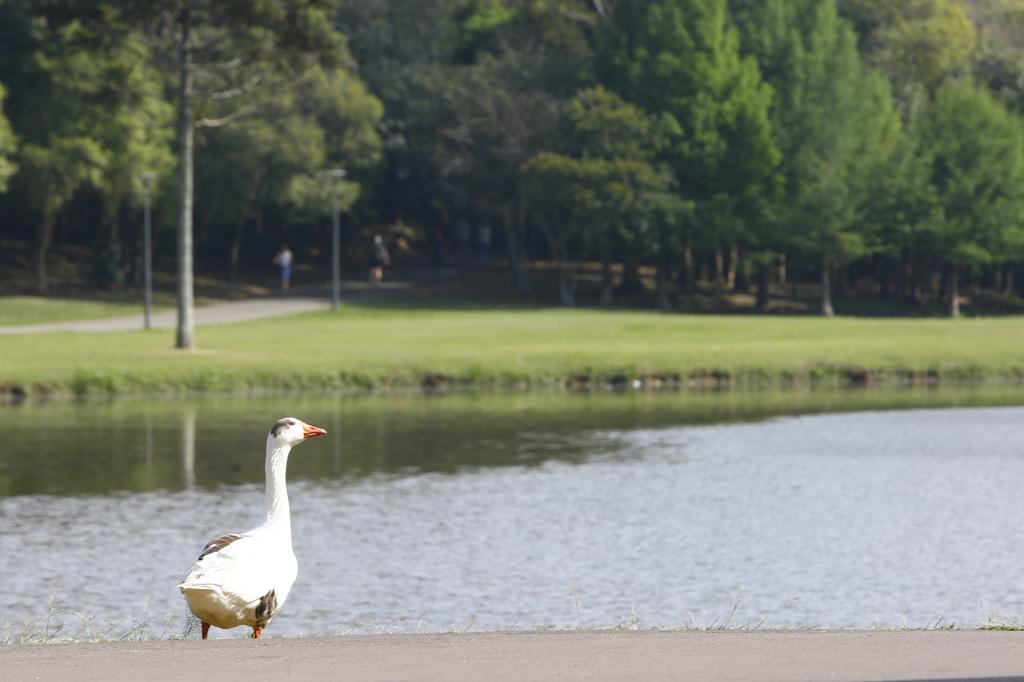 Sábado será de sol, mas domingo promete chuva. | Aniele Nascimento/Gazeta do Povo