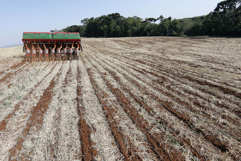 Das lavouras já plantadas, 96% estão em boa situação e 4% estão em condição média. | Albari Rosa/Gazeta do Povo