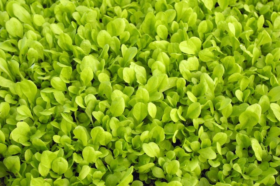 Alface é um a das culturas mais cultivadas pela hidroponia | Arquivo/Gazeta do Povo