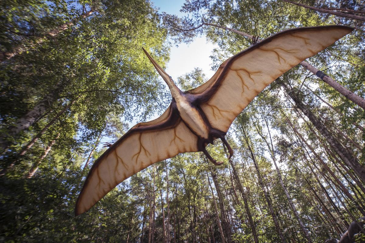 Até agora haviam sido descobertos apenas oito ovos de pterossauros, cinco na China e três na Argentina | Pixabay