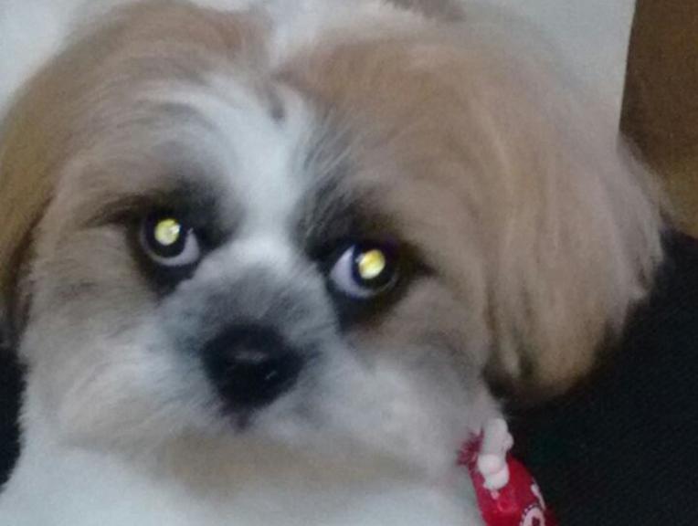 Fred, cachorrinho da raça shih-tzu, foi furtado para que a dona pagasse conta de R$ 1,2 mil. | Polícia Civil/