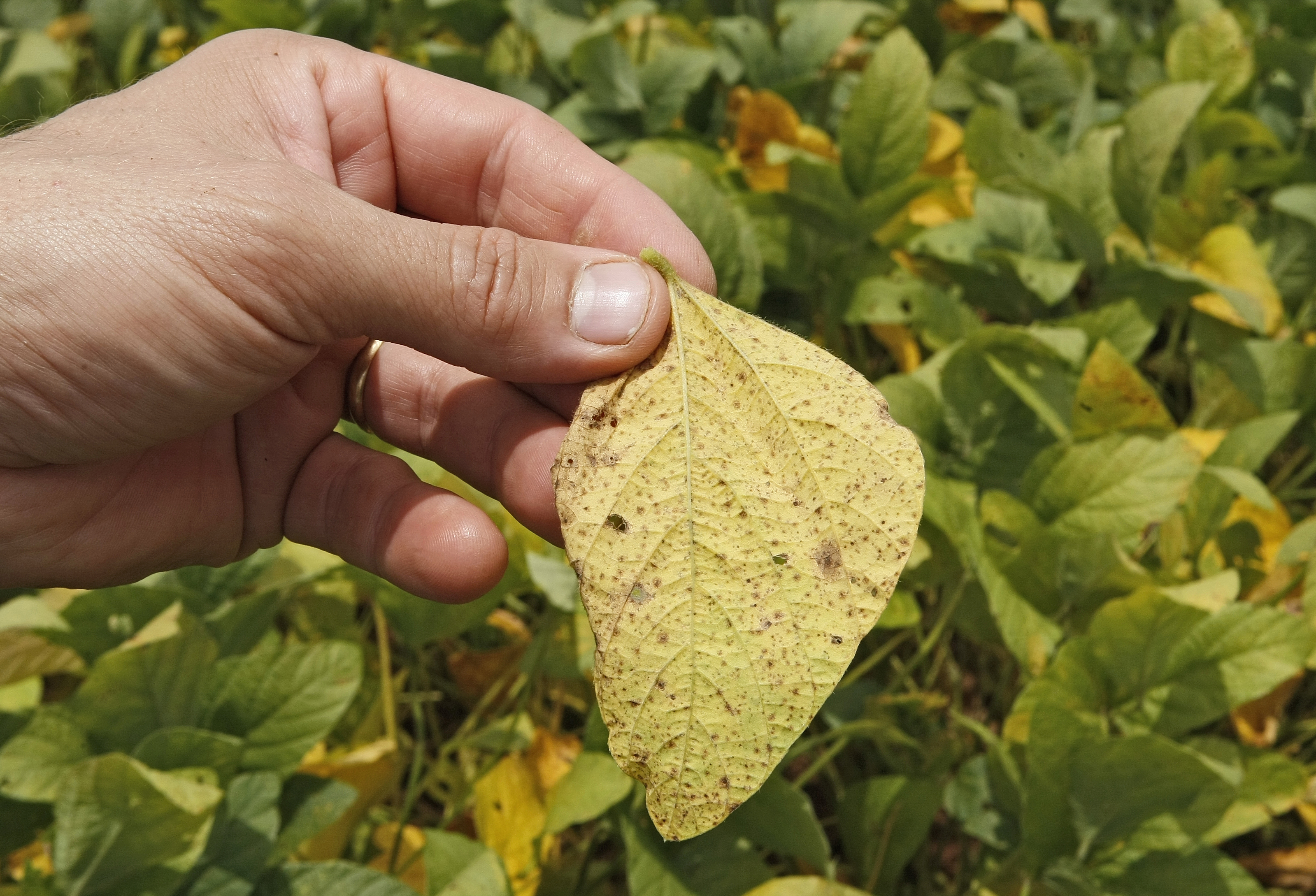 Alteração do calendário de plantio de soja no Paraná não deve impactar período de vazio sanitário, programado para evitar a formação da ferrugem asiática (foto) | HUGO HARADA/GAZETA DO POVO