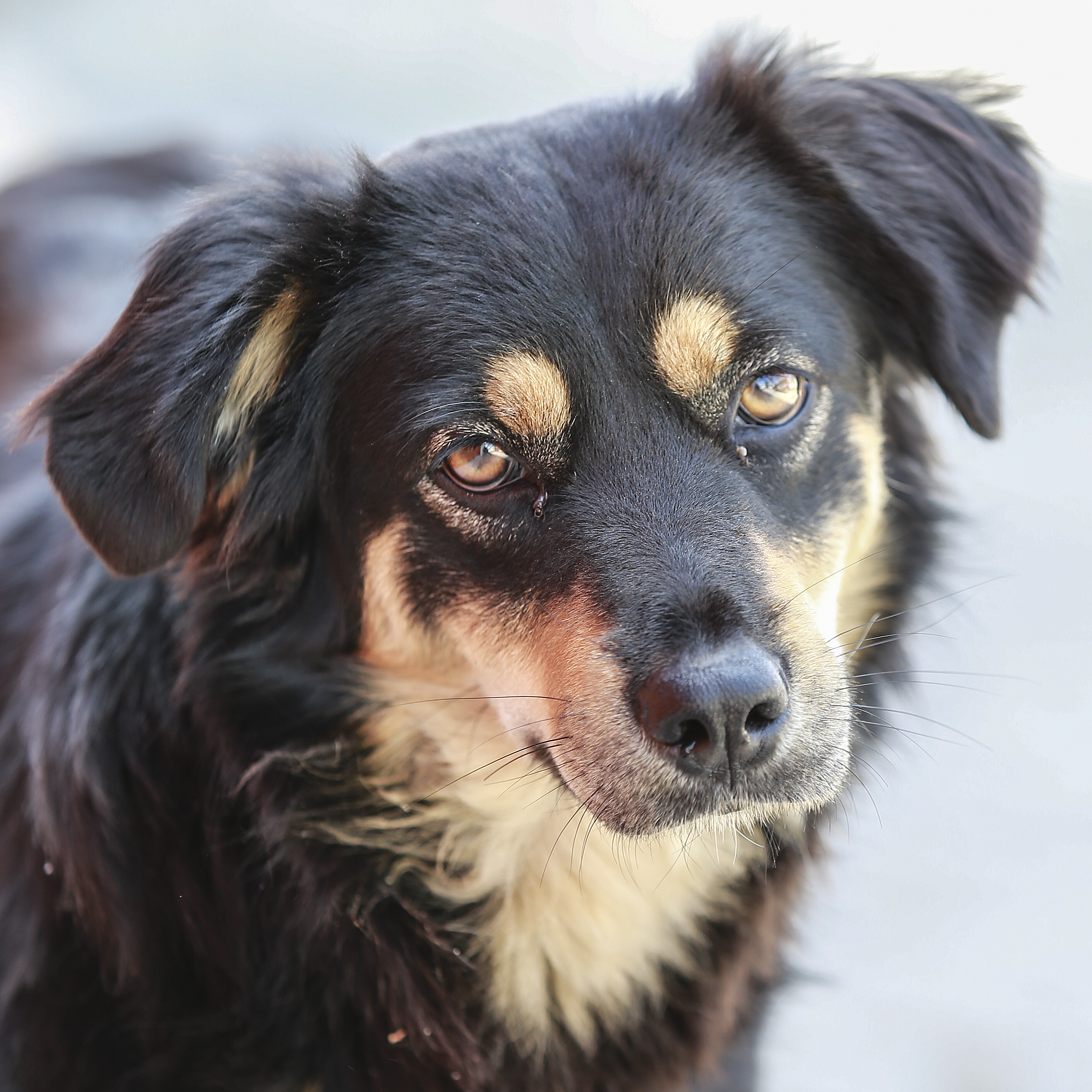 Estimativas usadas atualmente não representam a real quantidade de cachorros de rua de Curitiba. | Jonathan Campos/Gazeta do Povo