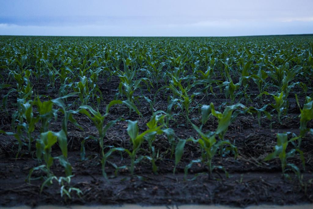 Santa Catarina depende da importação de milho de outros estados e do Paraguai, já que é o principal insumo para a produção de carne - o estado é líder em suinocultura e vice em avicultura. | Lineu Filho/Gazeta do Povo