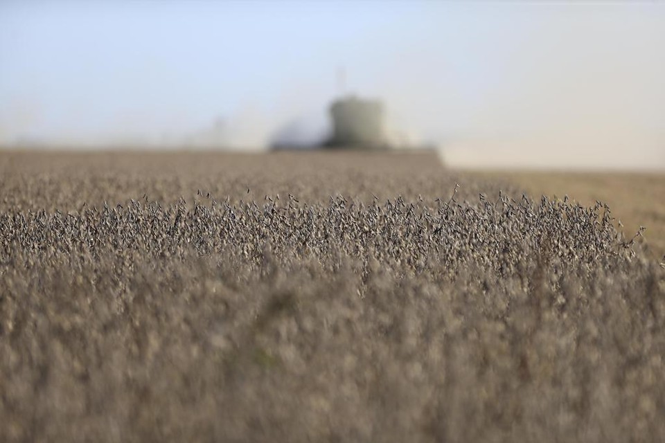 Apesar da safra recorde neste ano, o faturamento da agropecuária encerrará o ano com queda de 2,36% na comparação com 2016. Isso ocorreu por causa da queda do preço dos principais produtos, como milho (32% de redução) e soja (16% de retração). | Albari Rosa/Gazeta do Povo