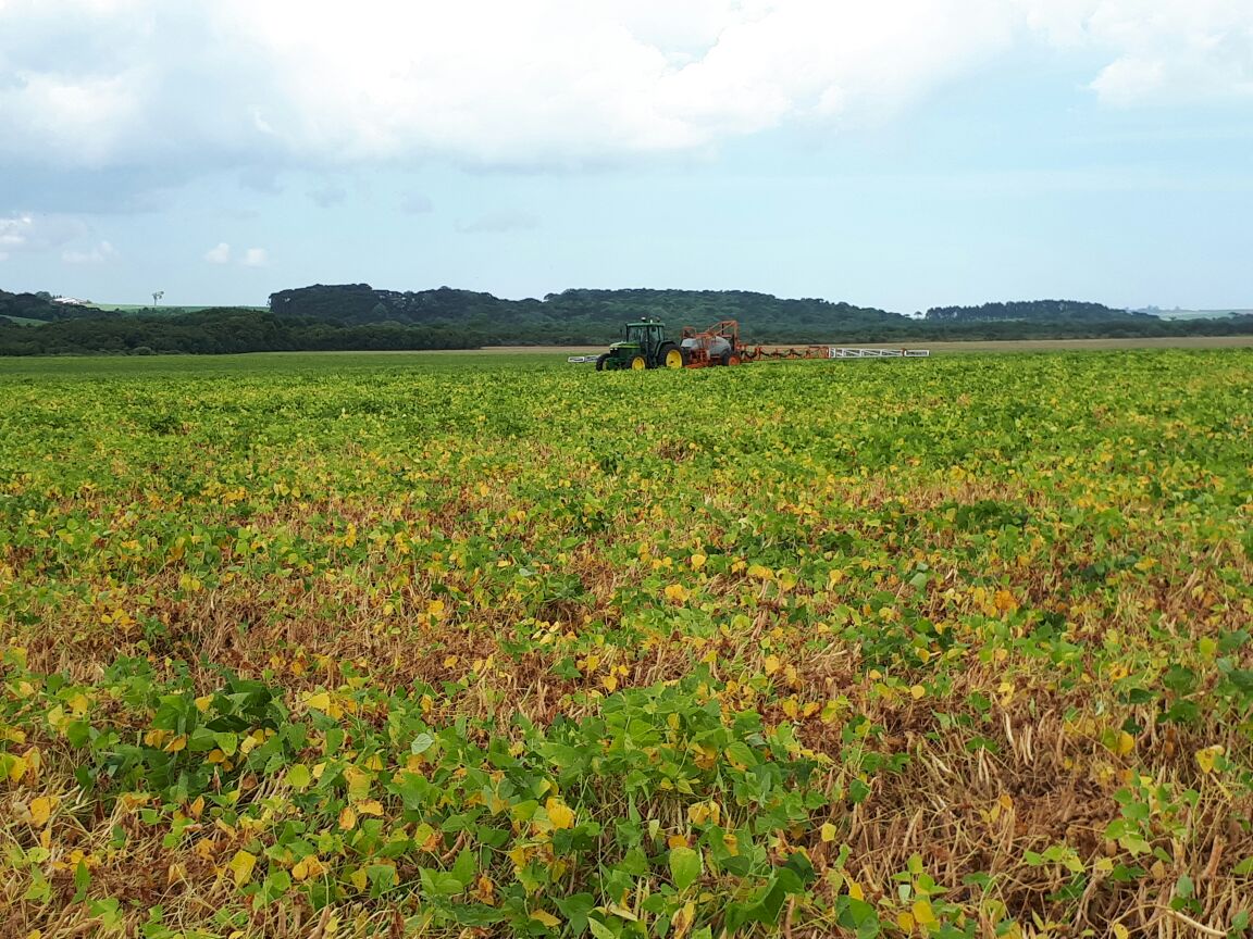 Alguns produtores estariam há vários anos sem fazer rotação de culturas. | Giorgio Dal Molin/Gazeta do Povo