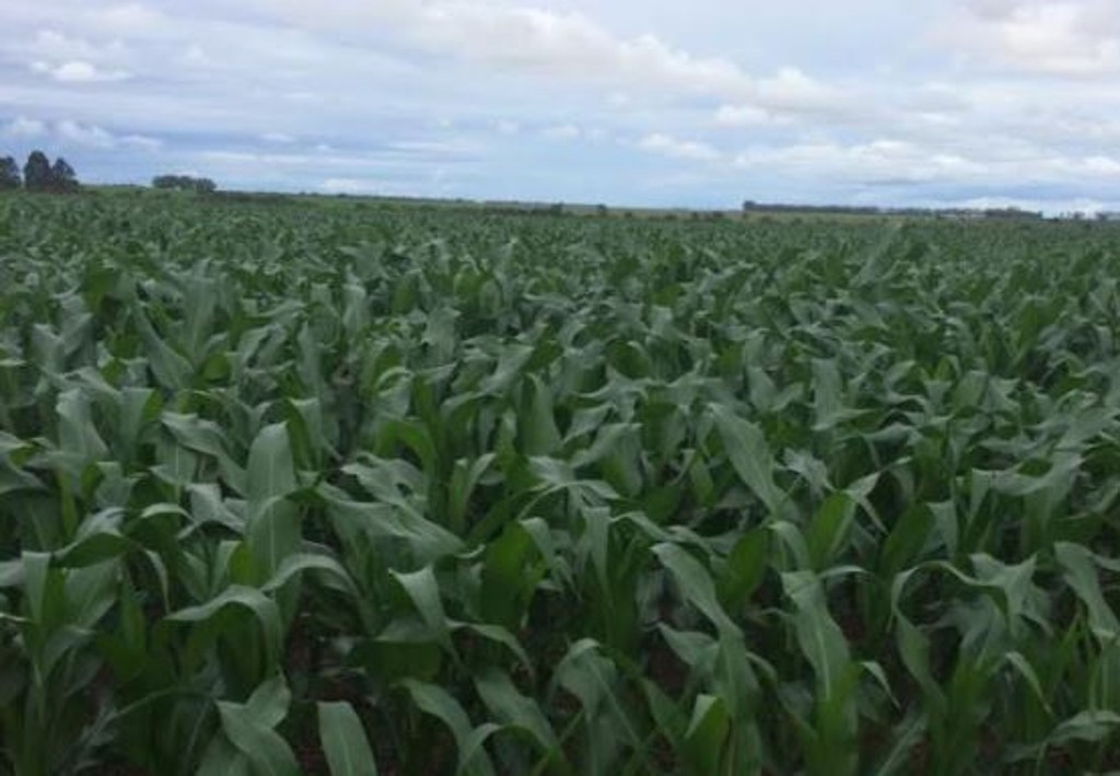 Lavoura de milho em Unaí, no Noroeste de Minas Gerais