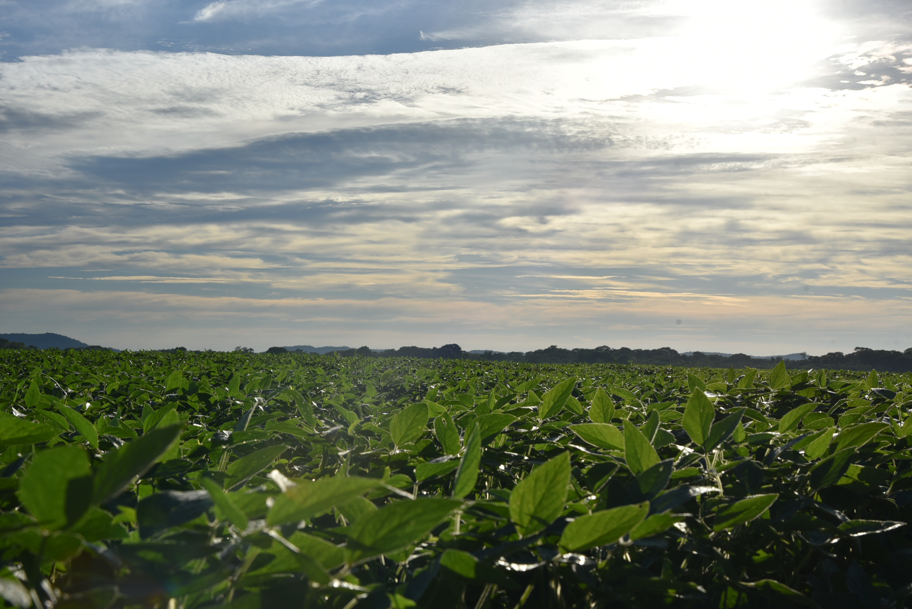 Com o calendário em ordem, a expectativa é de que as produtividades fiquem em 55 sacas por hectare, apenas uma saca a menos que na temporada 2016/17. | Ellen Lima/Famasul