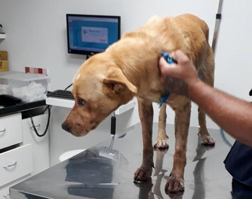Thor, como o cão é chamado, foi encaminhado para hospital veterinário em Curitiba. | Colaboração/Rosiane Nascimento
