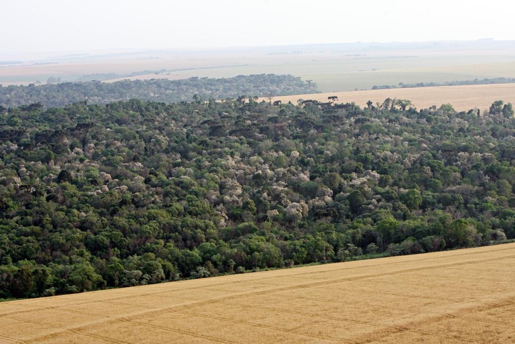 Vista panorâmica de lavoura e área de preservação em Campo Mourão, no Noroeste do Paraná