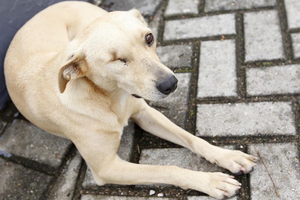  | Antônio More/Gazeta do Povo