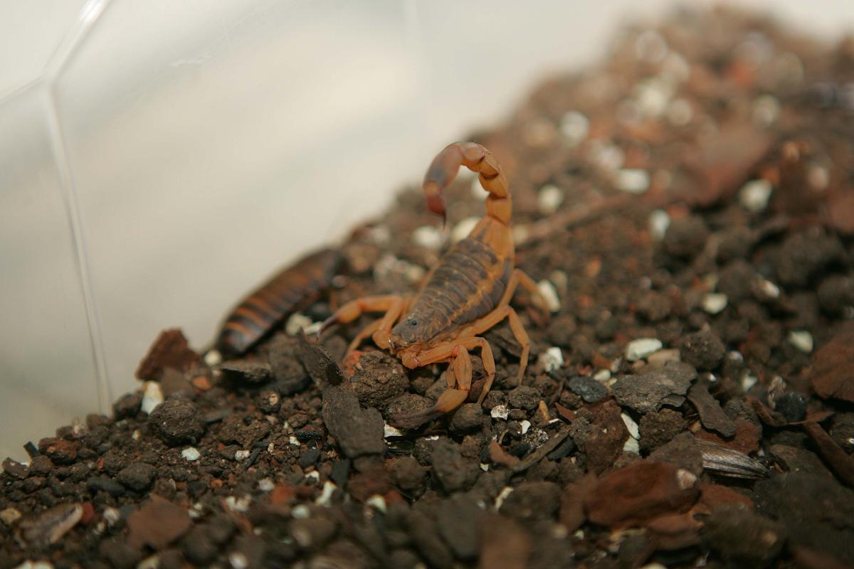 | IVONALDO ALEXANDREIVONALDO ALEXANDRE