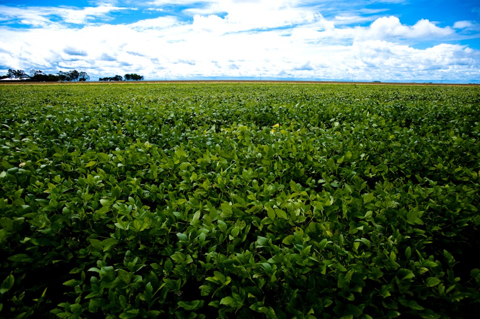 Nos últimos dois ciclos, os produtores mato-grossenses saíram de uma realidade de quebra climática para a maior colheita de todos os tempos na região. | Ascom Famato/