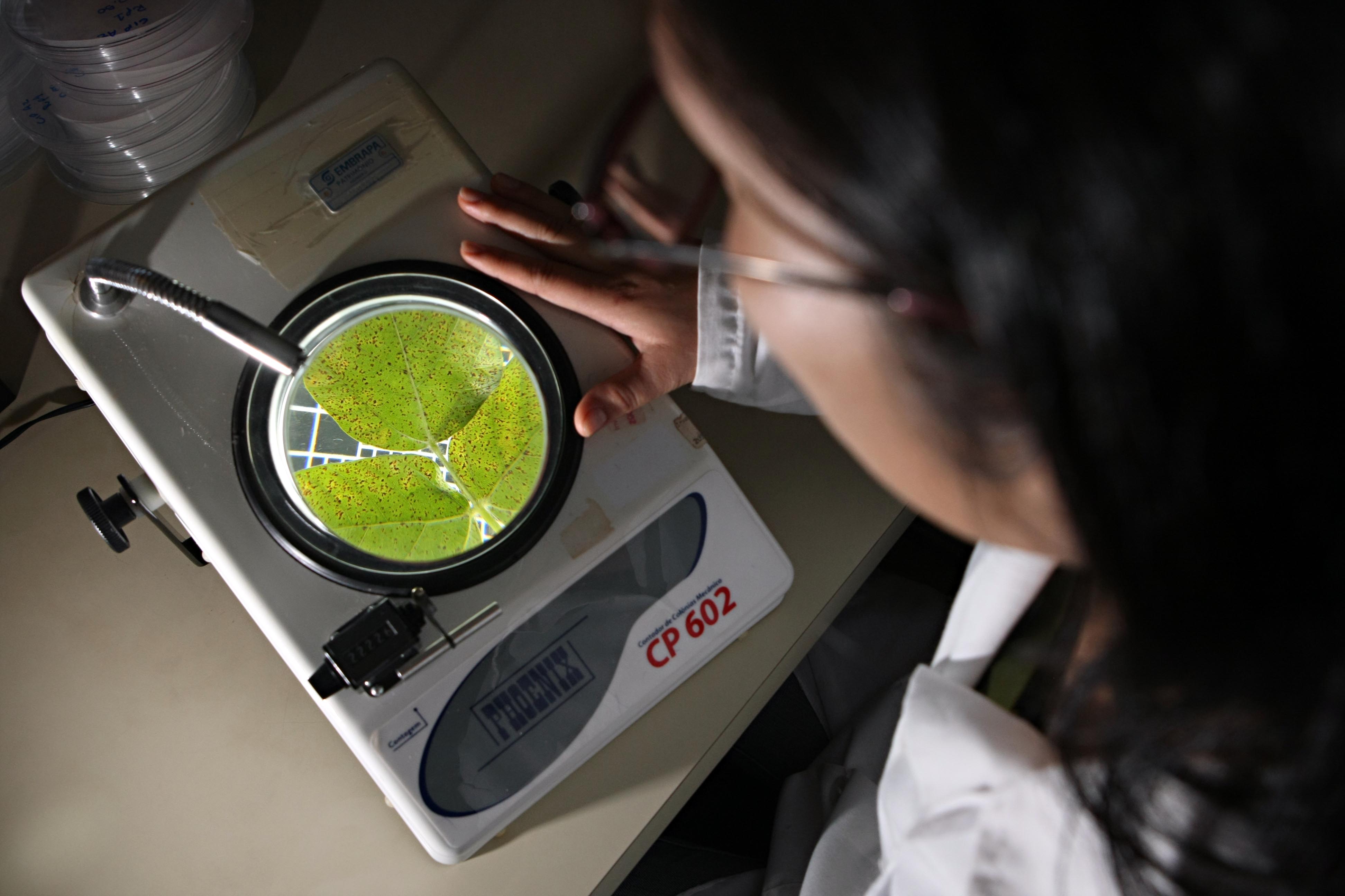  | Albari Rosa/Gazeta do Povo