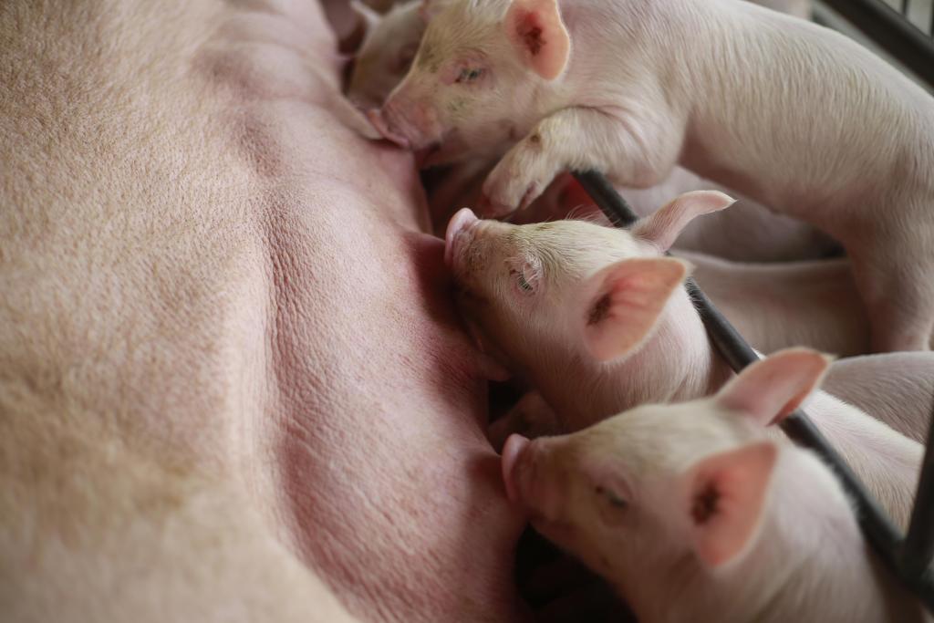 Para mudar sistema atual, setor calcula que serão necessários R$ 1,5 bilhão | Jonathan Campos/Gazeta do Povo