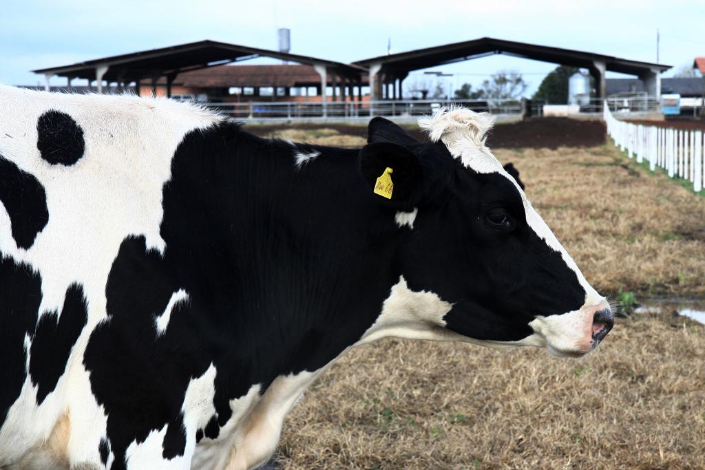 Para 2018, a expectativa é que o consumo doméstico de leite fique estável em 10 milhões de toneladas. | HENRY MILLEO/Gazeta do Povo